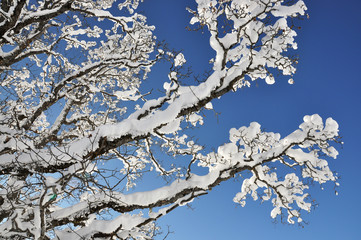 Snow on the branch ..