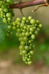 Detail of traminer grapes in vineyard