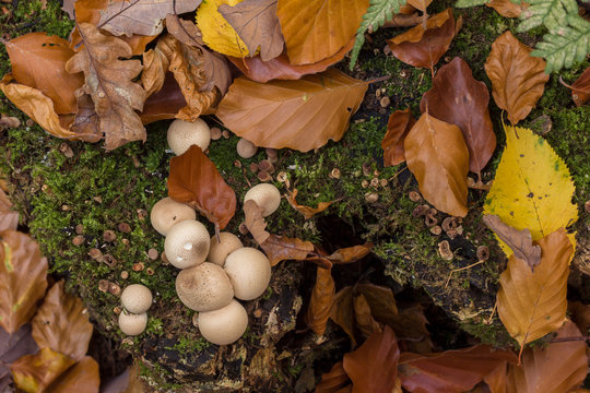 Herbst Stillleben mit Pilzen