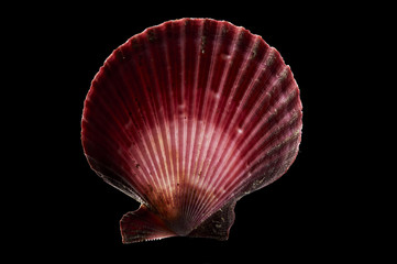 Detail of backlit  seashell on black background