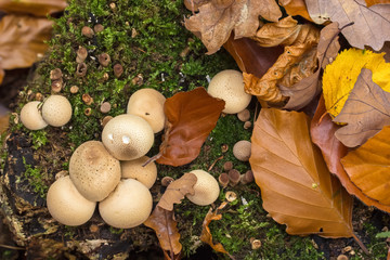Herbst Stillleben mit Pilzen und Laub