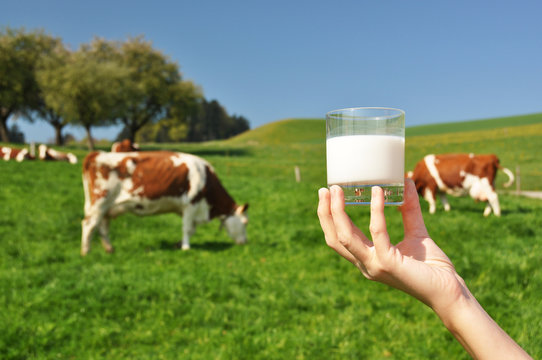 Glass of milk in the hand against herd of cows