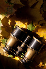 Old binoculars and autumn leaves.