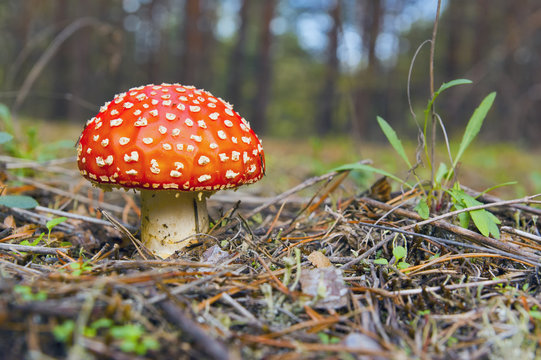 Amanita. Red Mushroom .