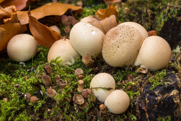 Pilze im Herbst auf Baumstubben