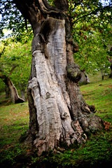 Fototapeta na wymiar Chestnut Wood