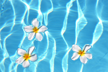 Fototapeta na wymiar Frangipani kwiaty w basenie