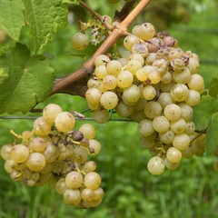Weinbau Grape rotten with green blurred background yellow and ripe before the harvest in October Müller thurgau