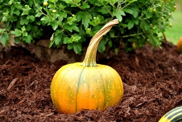 Small Pumpkin in Mulch