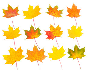 collection of autumn maple leaves