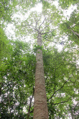 Fototapeta premium Yang tree - Dipterocarpus alatus Roxb. ex G.Don
