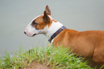 A cute male bull terrier standing by the water