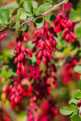 Ripe berries of barberry
