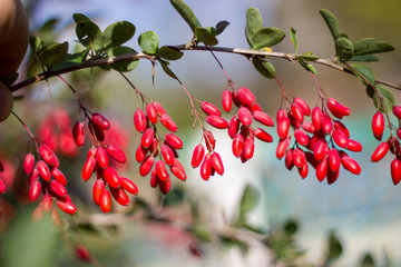 Ripe berries of barberry