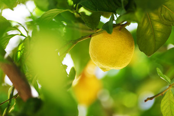 Lemon close up