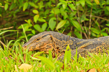 water monitor