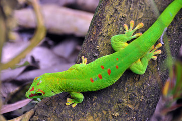 Madagascar day gecko ..