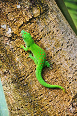 Madagascar day gecko