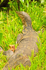 water monitor