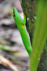 Madagascar day gecko ..