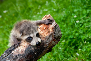 Baby Raccoon Climbing