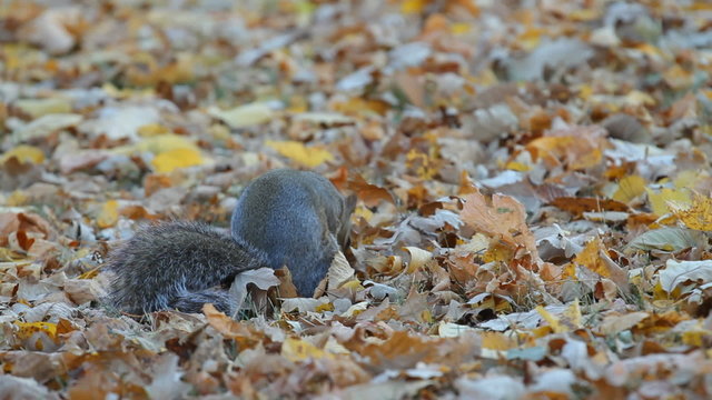 Squirrel in the park finds and eats acorns in autumn.