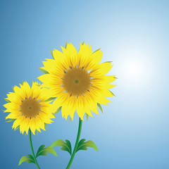 beautiful vector sunflower