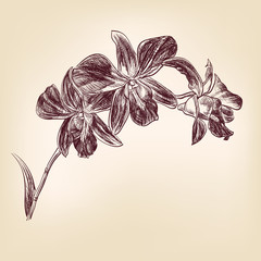 vecteur dessiné main orchidée florale