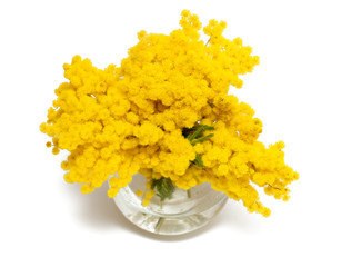 mimosa in glass vase