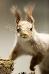 Squirrel animal