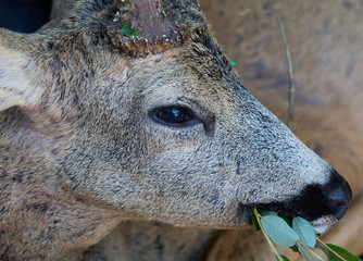 roe deer