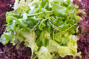 Different types of green and red lettuce salad