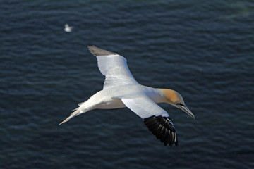 Basstölpel am Vogelfelsen auf Helgoland