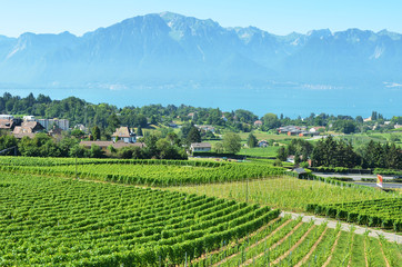 Fototapeta na wymiar Vineyards in Lavaux region, Switzerland