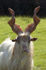 Girgentana Ziege, Haustierrasse