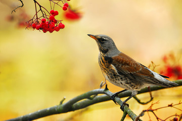 Posing a bird