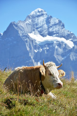 Fototapeta na wymiar Krowa w alpejskiej łące. Jungfrau, Szwajcaria