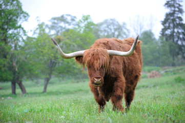 Highland Cow