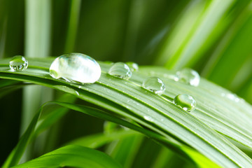 water drops on the green grass