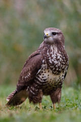 Buzzard