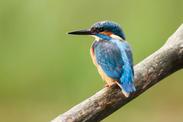 kingfisher on a stick