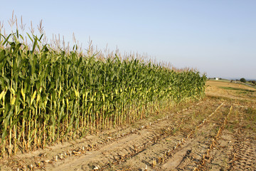 maize field agriculture