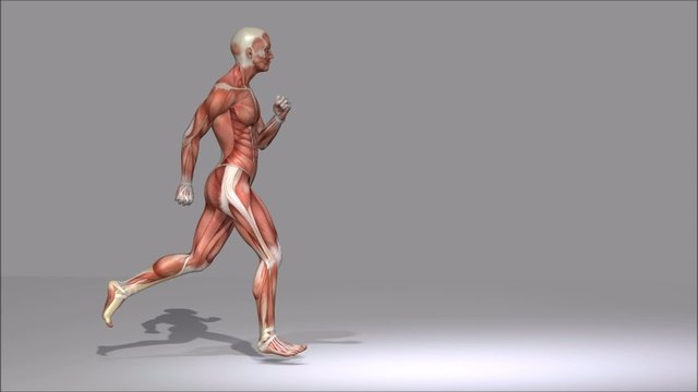Anatomie