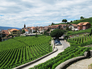 Famouse vineyards in Lavaux region against Geneva lake. Switzerl
