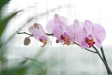 Orchid flower - 45476834