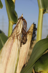 maize corn agriculture ripe