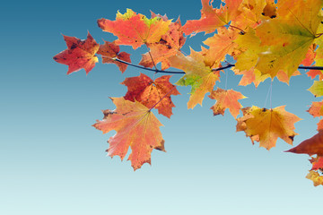 red yellow fall maple leafs over the blue sky