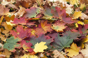 Colorful background of autumn leaves