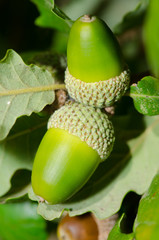 Chêne vert