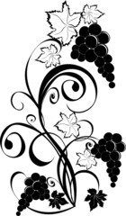 Grapevine. Vector wine design elements.